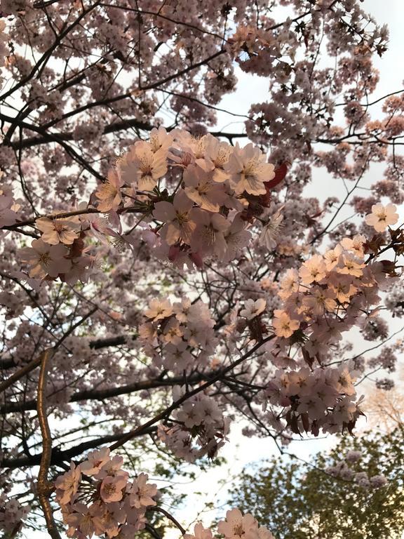 ゲストハウス オン マイ ウェイ 札幌市 エクステリア 写真